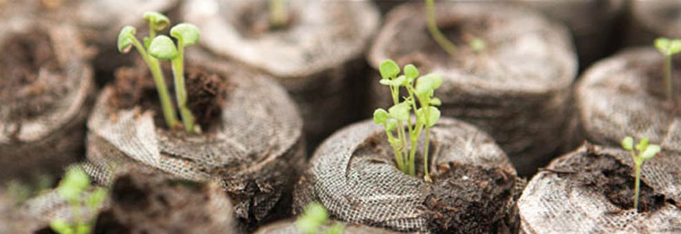 Jiffy 7 Peat Pellets 42mm Seed Starting Plugs Growing Media #703-200 Count 